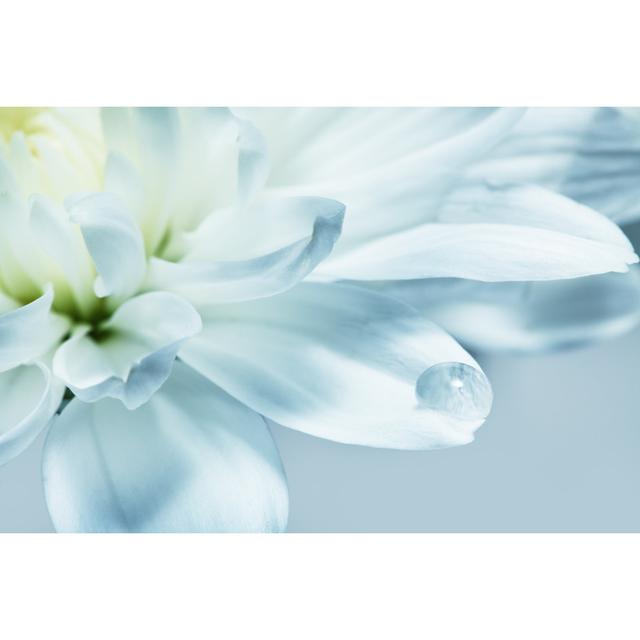 White Chrysanthemum Flower by Aleksle - Print 17 Stories Size: 61cm H x 91cm W x 3.8cm D on Productcaster.