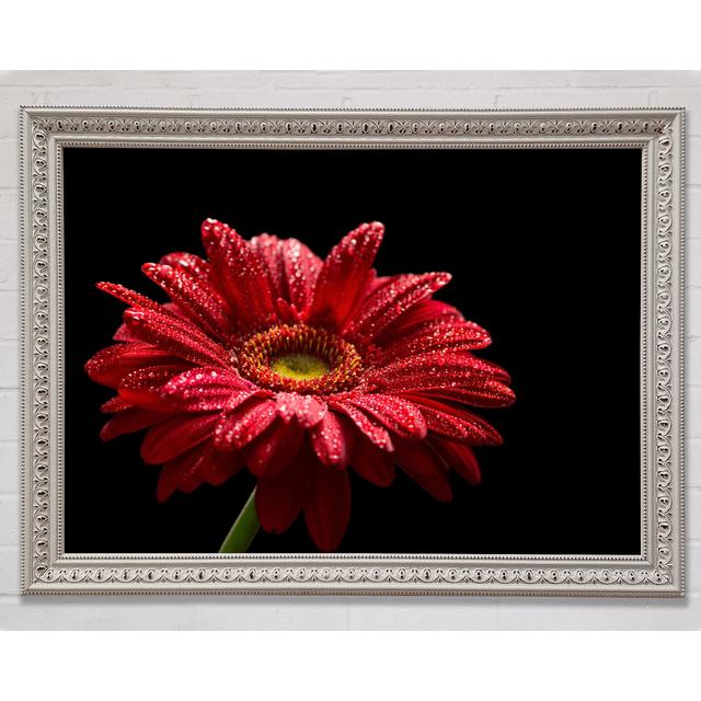 Red Gerbera With Rain Droplets - Single Picture Frame Art Prints Bright Star Size: 100cm H x 141.4cm W x 3cm D on Productcaster.