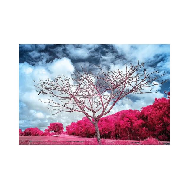 Dry Tree Magenta - Sao Paulo, Brazil by Glauco Meneghelli - Photograph Print on Canvas Ebern Designs Format: Wrapped Canvas, Size: 45.72cm H x 66.04cm on Productcaster.