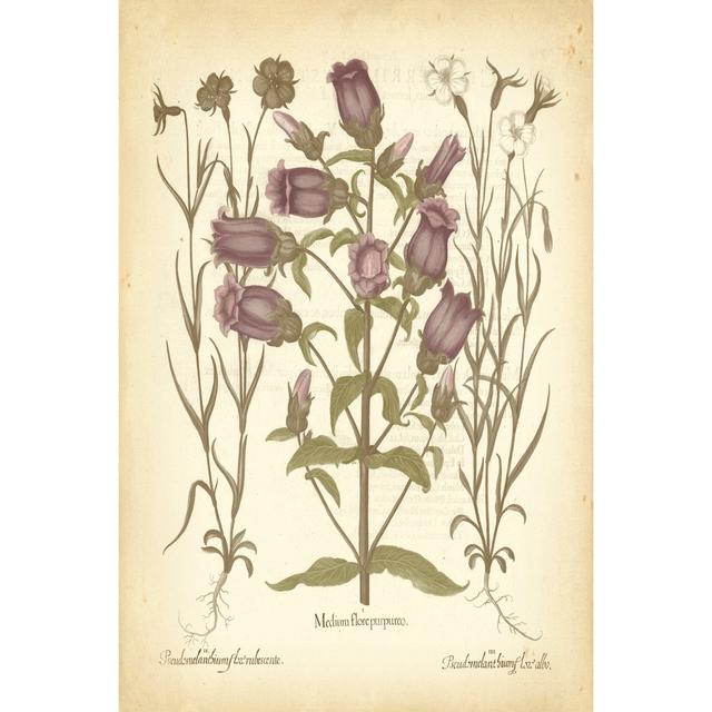 Tinted Besler Botanical II Maturi Size: 46cm H x 30cm W x 3.8cm D on Productcaster.