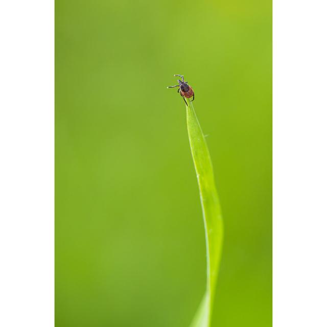 Gwenith Tick On A Grass Blade - Wrapped Canvas Photograph 17 Stories Size: 91cm H x 61cm W x 3.8cm D on Productcaster.