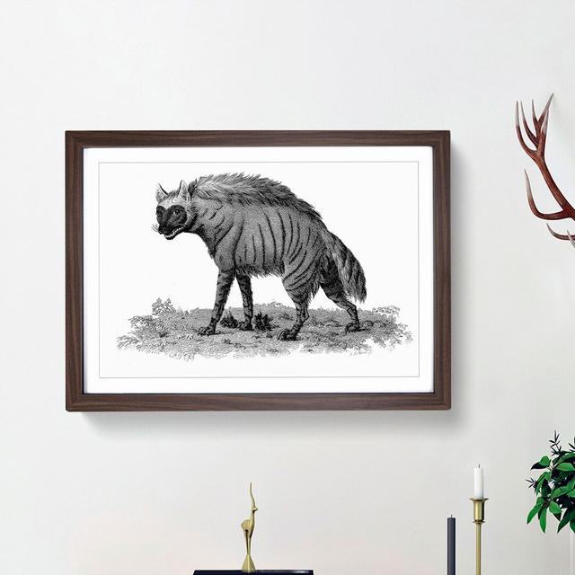 Striped Hyena in Black & White by George Shaw - Picture Frame Art Print on MDF East Urban Home Frame Option: Walnut Framed, Size: 27cm H x 36cm W x 2c on Productcaster.