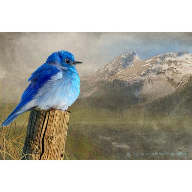 Mountain Blue Bird by Chris Vest - Wrapped Canvas Print Union Rustic Size: 61cm H x 91cm W on Productcaster.