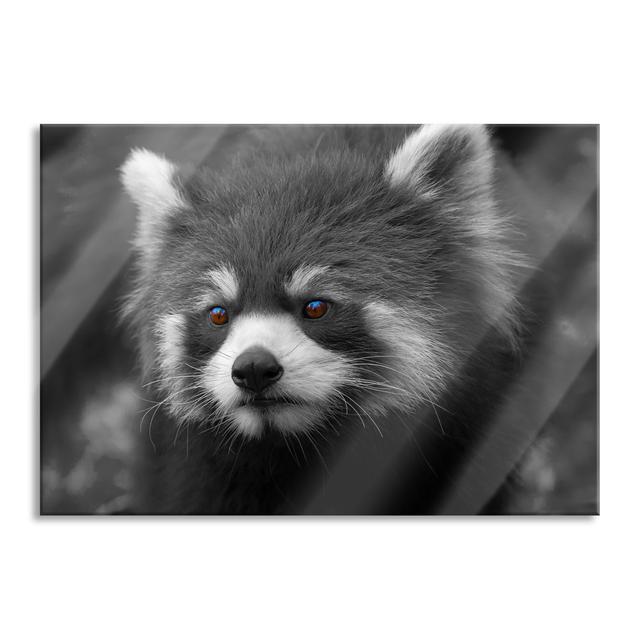 Beautiful Red Panda - Unframed Photograph on Glass Brayden Studio Size: 70cm H x 100cm W x 0.4cm D on Productcaster.