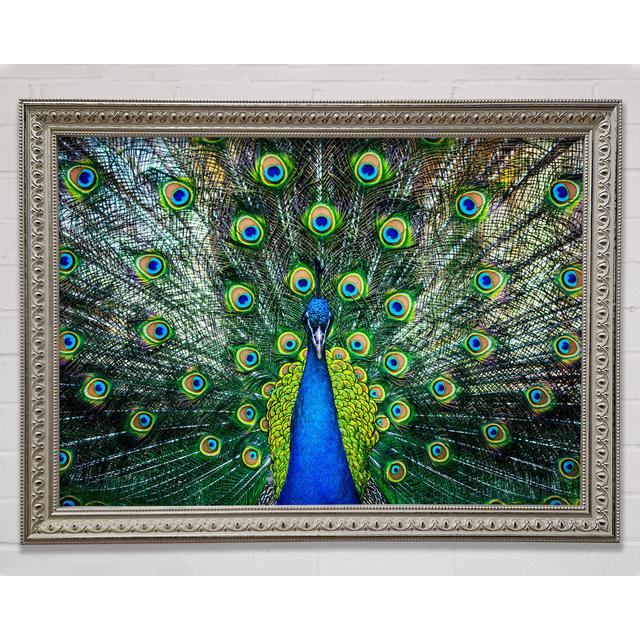 Peacock Plume - Single Picture Frame Art Prints Latitude Vive Size: 42cm H x 59.7cm W on Productcaster.