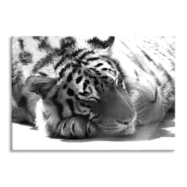 Magnificent Sleeping Tiger - Unframed Photograph on Glass Brayden Studio Size: 70cm H x 100cm W x 0.4cm D on Productcaster.