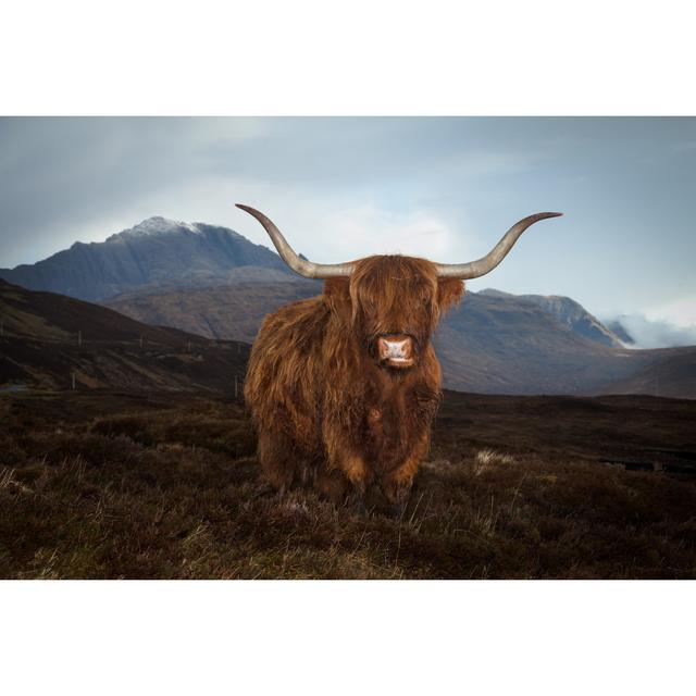 Antares Antares Highland Cow by Ian Woolcock - Print Natur Pur Size: 51cm H x 76cm W x 3.8cm D on Productcaster.