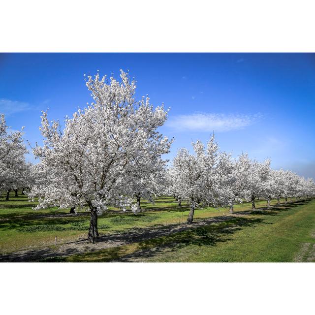 Almond Orchard Springtime by BigWest1 - No Frame Print on Canvas Latitude Run Size: 51cm H x 76cm W on Productcaster.