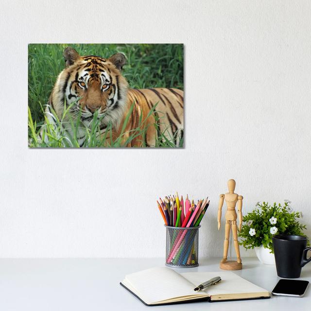 Bengal Tiger, Hilo Zoo, Hawaii by Gerry Ellis - Wrapped Canvas Print Latitude Run Size: 20.32cm H x 30.48cm W x 1.91cm D on Productcaster.