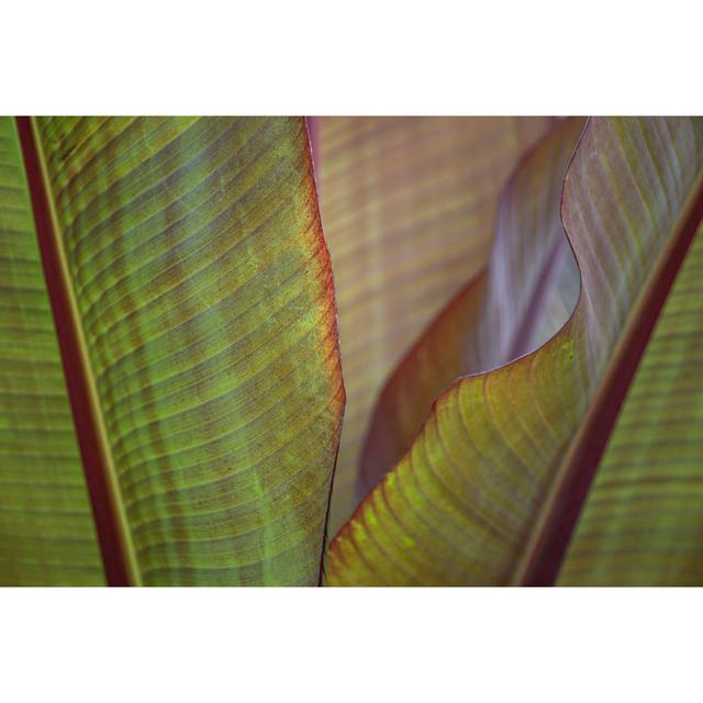 Banana Palm by Barbara Markoff - Wrapped Canvas Art Prints Marlow Home Co. Size: 20cm H x 30cm W on Productcaster.