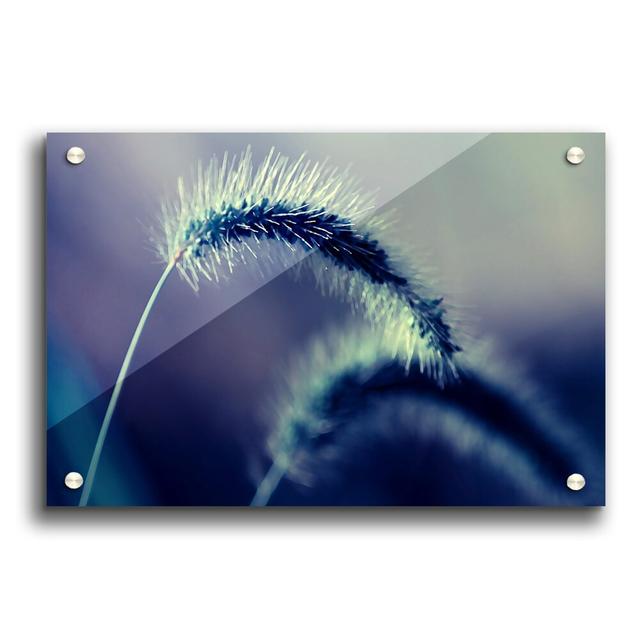 Spikelets Macro Flowers - Unframed Graphic Art Print on Acrylic East Urban Home Size: 29.7cm H x 42cm W on Productcaster.