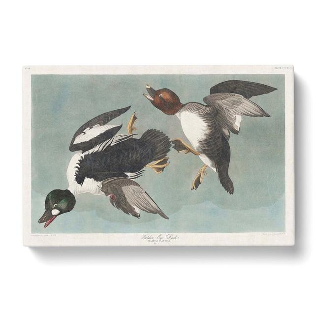 Golden-Eye Ducks by John James Audubon - Wrapped Canvas Painting Print East Urban Home Size: 40cm H x 60cm W x 3cm D on Productcaster.