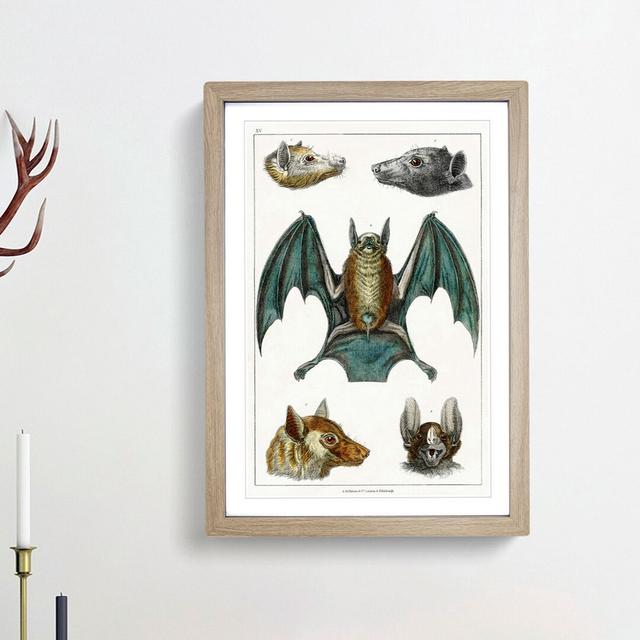 Various Bats by Oliver Goldsmith - Picture Frame Painting Print East Urban Home Frame Option: Oak Framed, Size: 48cm H x 36cm W x 2cm D on Productcaster.