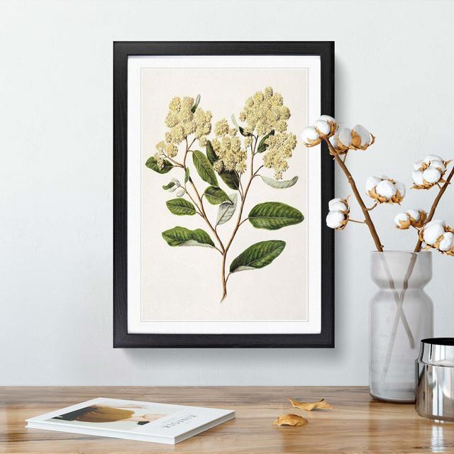 Kumarahou Flowers by Sarah Featon - Picture Frame Graphic Art Print East Urban Home Size: 36cm H x 27cm W x 2cm D, Frame Option: Black Framed on Productcaster.