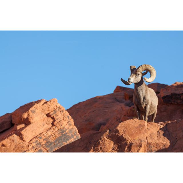 Desert Bighorn Sheep by Equigini - Wrapped Canvas Print Natur Pur Size: 61cm H x 91cm W on Productcaster.