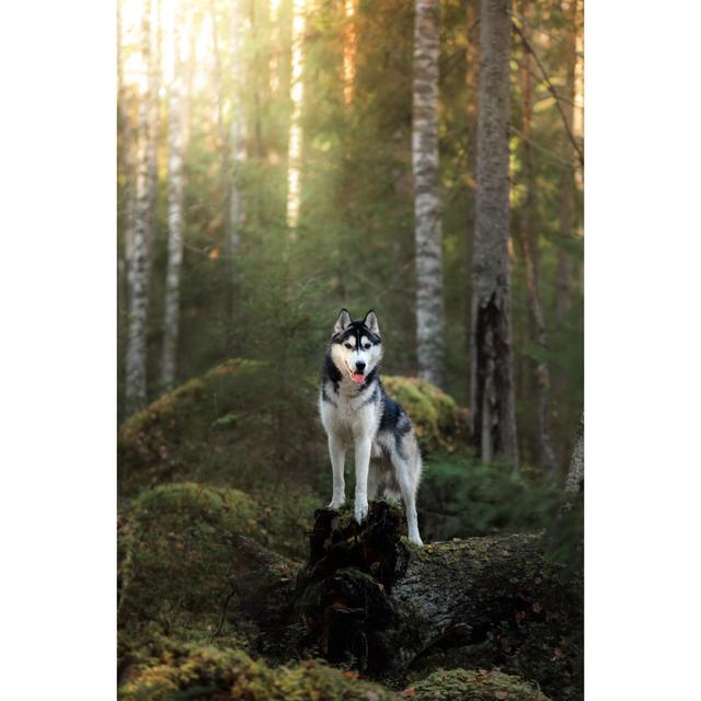 Dog Standing on Tree by Anna-Av - Wrapped Canvas Photograph Alpen Home Size: 46cm H x 30cm W on Productcaster.