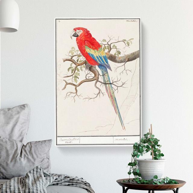 Macaw Parrot by A.B. De Boodt - Wrapped Canvas Painting East Urban Home Size: 60cm H x 40cm W x 3cm D on Productcaster.