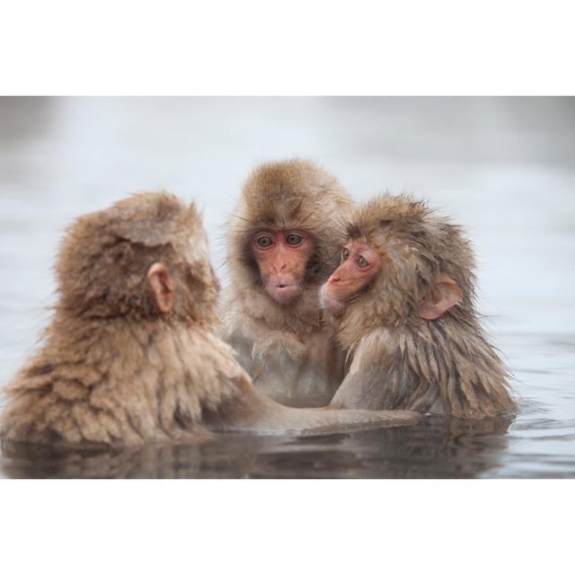 Snow Monkeys In Onsen von Mantaphoto - Kunstdrucke auf Leinwand Alpen Home Größe: 80 cm H x 120 cm B on Productcaster.