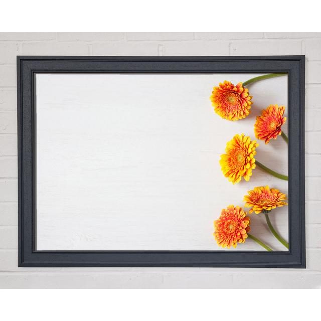 Orange Gerberas Laid Out - Single Picture Frame Art Prints Brayden Studio Size: 21cm H x 29.7cm W x 1.5cm D on Productcaster.