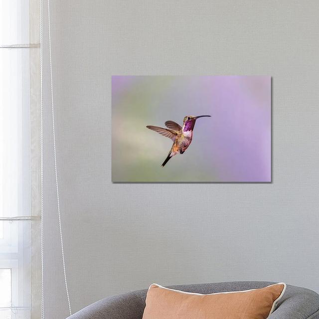 Lucifer Hummingbird (Calothorax Lucifer) Male Hovering. by Larry Ditto - Wrapped Canvas Print Latitude Run Size: 45.72cm H x 66.04cm W x 1.905cm D on Productcaster.