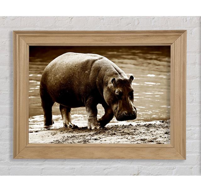 Hippopotamus Bath Framed Print Bright Star Size: 42cm H x 59.7cm W on Productcaster.