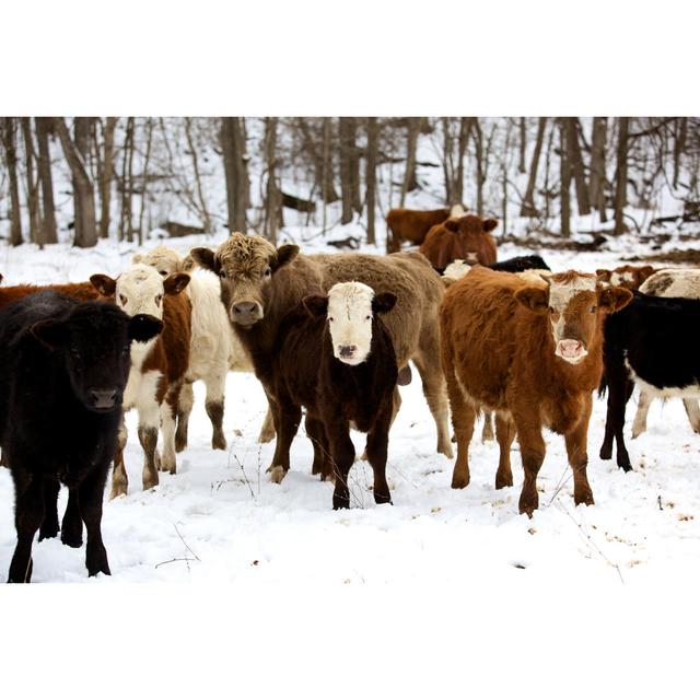 Winter Livestock Cattle Series by Eyecrave Productions - No Frame Art Prints on Canvas Brambly Cottage Size: 81cm H x 122cm W on Productcaster.