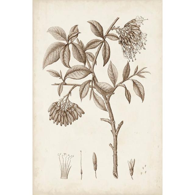 Antique Sepia Botanicals I - Art Prints Rosalind Wheeler Size: 30cm H x 20cm W on Productcaster.