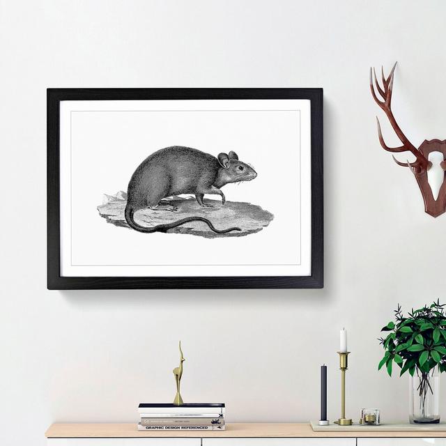 Rat Illustration - Picture Frame Drawing Print East Urban Home Size: 36cm H x 48cm W x 2cm D, Frame Option: Black Framed on Productcaster.