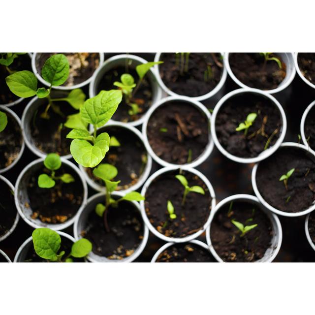 Seedlings in Pots - Wrapped Canvas Photograph Ebern Designs Size: 61cm H x 91cm W x 3.8cm D on Productcaster.