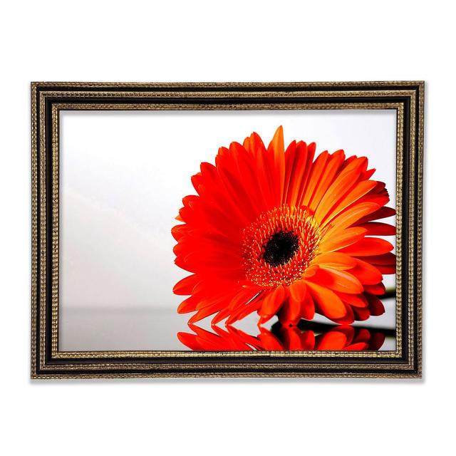 Gerbera Gänseblümchen Reflexion Gerahmter Druck Ebern Designs Größe: 84,1 cm H x 118,9 cm B x 3 cm T on Productcaster.