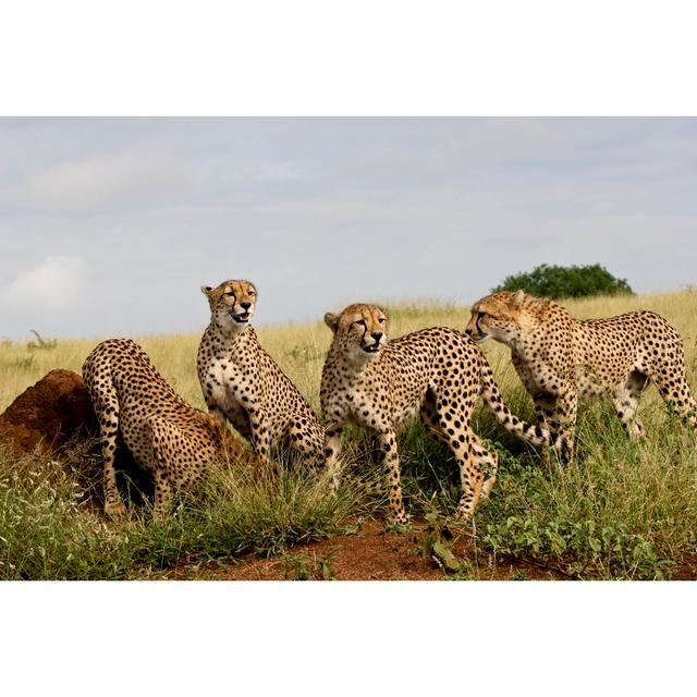 Cheetah Family by DaleBHalbur - Wrapped Canvas Art Prints 17 Stories Size: 60cm H x 40cm W on Productcaster.