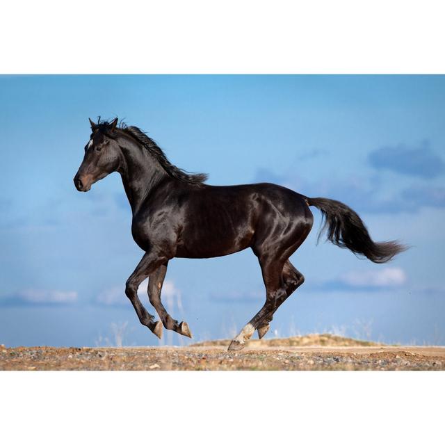 Caroline Black Horse Running by Alexia Khruscheva - Print Natur Pur Size: 51cm H x 76cm W x 3.8cm D on Productcaster.