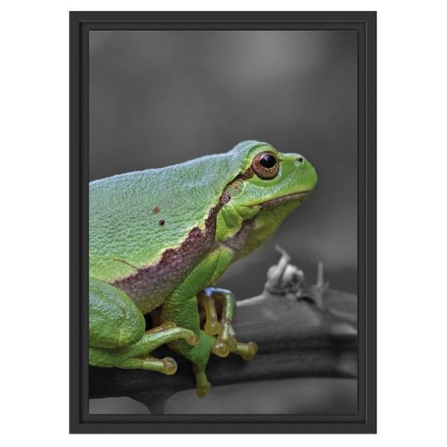 Gerahmtes Wandbild winziger Frosch auf Dornenast East Urban Home Größe: 55 cm H x 40 cm B on Productcaster.