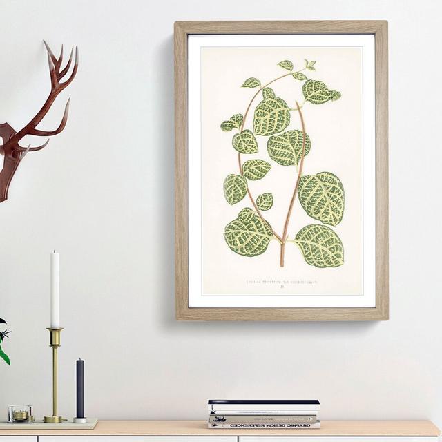 Leaves of a Plant by Benjamin Fawcett - Picture Frame Painting Print East Urban Home Size: 65cm H x 48cm W x 2cm D, Frame Option: Oak Framed on Productcaster.