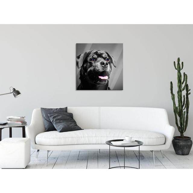 Attentive Rottweiler - Unframed Photograph on Glass Ebern Designs Size: 60cm H x 60cm W x 0.4cm D on Productcaster.