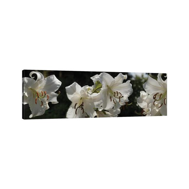 Close-up of White Lilies Flowers by Panoramic Images - Wrapped Canvas Panoramic Photograph Brayden Studio Size: 30.48cm H x 91.44cm W x 3.81cm D on Productcaster.