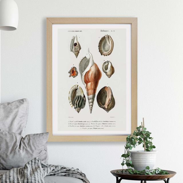 Mollusc Shell Illustrations PL. 22 by Charles D' Orbigny - Single Picture Frame Painting East Urban Home Size: 24cm H x 33cm W x 2cm D, Frame Option: on Productcaster.