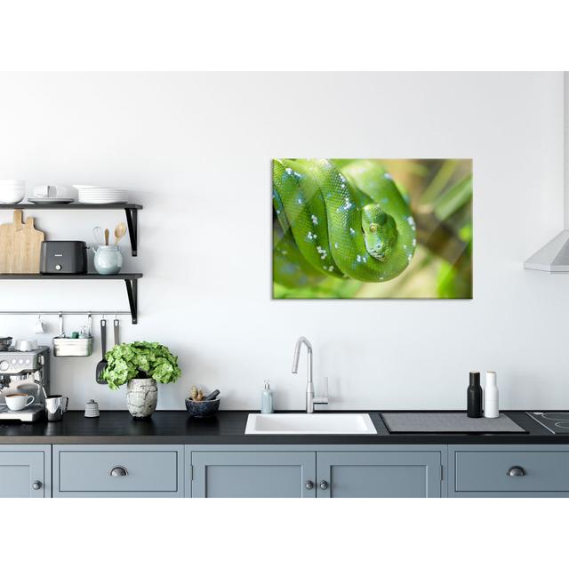 Poisonous Green Tree Snake - No Frame Print on Glass Brayden Studio Size: 70cm H x 100cm W x 0.4cm D on Productcaster.