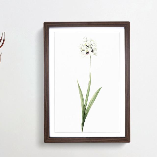 African Corn Lily Flowers by Pierre-Joseph Redoute - Picture Frame Painting Print on Paper East Urban Home Frame Option: Walnut Framed, Size: 45cm H x on Productcaster.