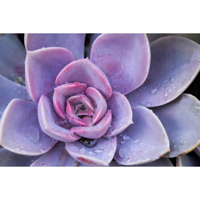 Succulent Flowerbeds - Wrapped Canvas Print Bloomsbury Market Size: 81cm H x 122cm W x 3.8cm D on Productcaster.