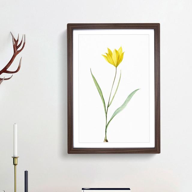 Yellow Tulip Flower by Pierre-Joseph Redoute - Picture Frame Art Print East Urban Home Size: 36cm H x 27cm W x 2cm D, Frame Option: Walnut Framed on Productcaster.