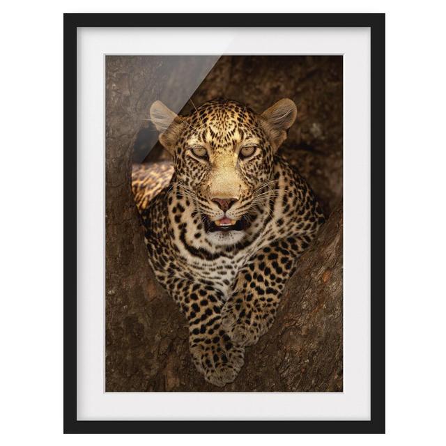 Leopard Resting on a Tree Framed Print East Urban Home Size: 70cm H x 50cm W, Frame Options: Matt black on Productcaster.