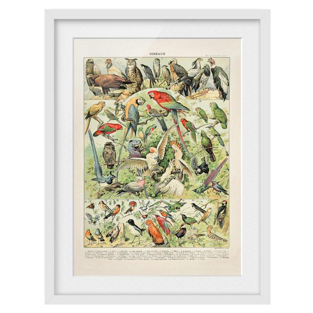 Vintage Educational Board Birds - Picture Frame Graphic Art Rosalind Wheeler Size: 100cm H x 70cm W x 2cm D, Frame Option: White on Productcaster.