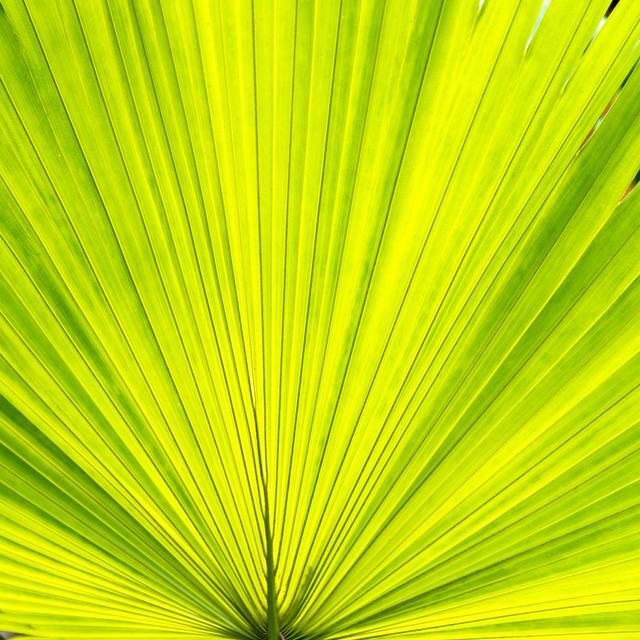 Green Palm Leaf by Baona - Wrapped Canvas Art Prints 17 Stories Size: 122cm H x 122cm W on Productcaster.