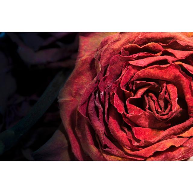 Dry Dead Rose by Mordolff - No Frame Art Prints on Canvas Fairmont Park Size: 20cm H x 30cm W on Productcaster.