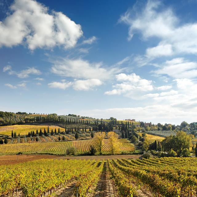 Tuscan Landscape With Vineyards by Mammuth - No Frame Art Prints on Canvas Brambly Cottage Size: 30cm H x 30cm W on Productcaster.