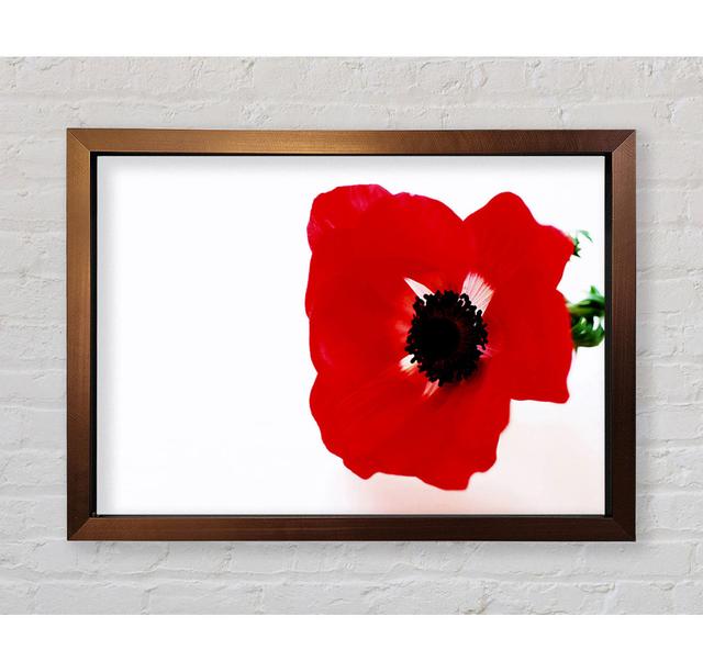 Red Poppy Centre Framed Print Latitude Run Size: 59.7cm H x 84.1cm W x 3.4cm D, Format: Bronze Framed Paper on Productcaster.