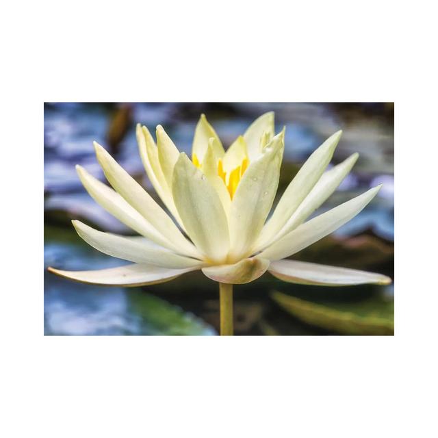 White Water Lily by Glauco Meneghelli - Wrapped Canvas Graphic Art Brayden Studio Size: 66.04cm H x 101.6cm W x 3.81cm D on Productcaster.