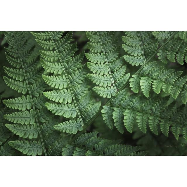 Lady Ferns IV Colour by Alan Majchrowicz - Wrapped Canvas Photograph Print 17 Stories Size: 20cm H x 30cm W on Productcaster.