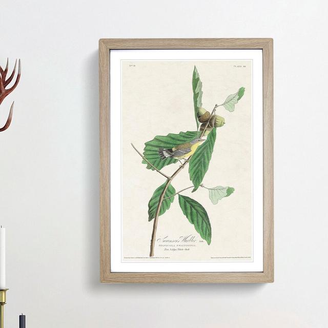 Warbler Bird by John Audubon - Picture Frame Painting Print East Urban Home Frame Option: Oak Framed, Size: 36cm H x 27cm W x 2cm D on Productcaster.